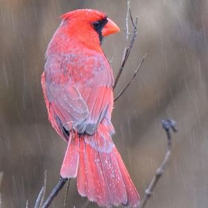 Meet your Posher, Jeri